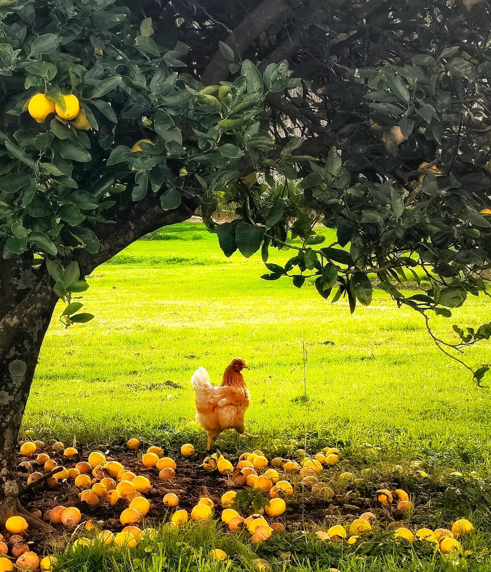 Apple Cider Lodge Omaha 外观 照片