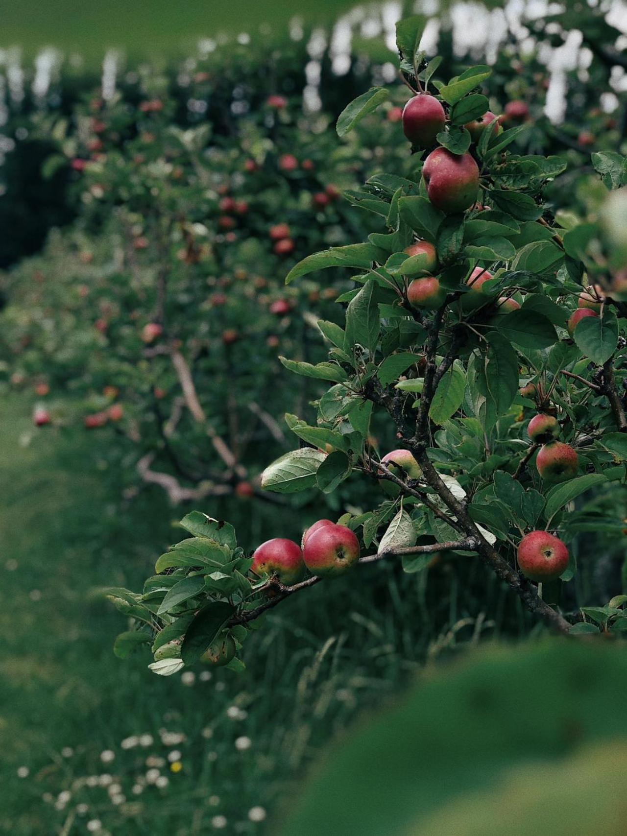 Apple Cider Lodge Omaha 外观 照片